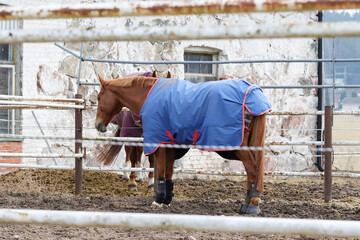 Horse is wearing a blue blanket. A brown horse in the paddock of the riding school in April. In the...