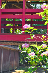 本土寺　美しい紫陽花（あじさい,アジサイ）　（日本千葉県松戸市）　Hondo-ji Temple （Hondoji Temple)　Beautiful hydrangea 　(Matsudo City, Chiba Prefecture, Japan)