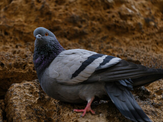 portrait of a beautiful pigeon