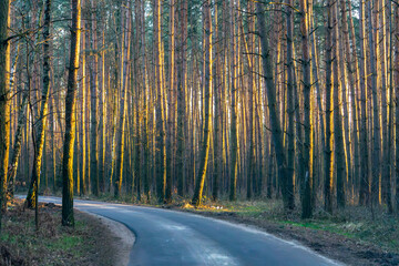 Naklejka premium the light of the setting sun reflecting on the trees in the forest.