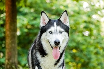 Portrait de husky sibérien en pleine nature