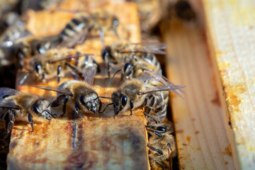 CloseUp View of Bees on Honeycomb Inside a Beehive, Capturing Their Intricate Details
