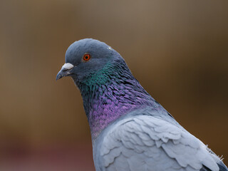 portrait of a beautiful pigeon