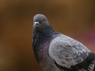 portrait of a beautiful pigeon