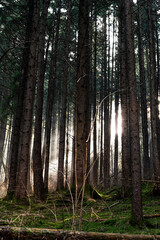 Ethereal Forest Dawn: Sunrays Pierce Mist-Shrouded Trees, Illuminating Mossy Undergrowth in a Tranquil, Ancient Woodland Scene.