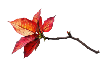 Festive Holiday Poinsettia Plant with Vibrant Red Blooms: Isolated on Transparent Background
