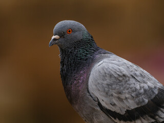 portrait of a beautiful pigeon