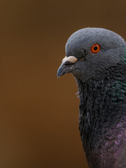 portrait of a beautiful pigeon