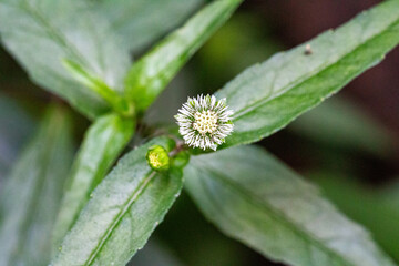 Erva-botão (Eclipta prostrata)