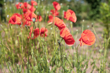 Red poppy flowers on a green lawn on a summer sunny day. Nature background, screensaver