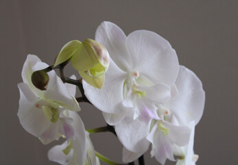 Beautiful white orchid flower bloomong, dark background 
