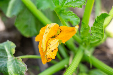 Yellow zucchini flower on a vegetable bed with a colony of ants. Insect pests of plants and...