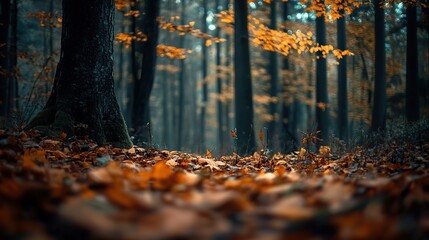 Jungle surface filled with autumn leaves