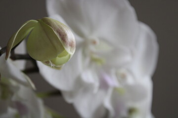 white Orchid flower bud in bloom, dark background 