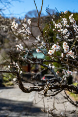 鎌倉2502　光則寺62　白梅