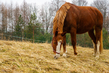 horse and foal © piotr
