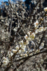 鎌倉2502　光則寺55　白梅