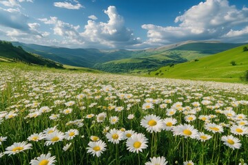 Fototapeta premium Vibrant daisy fields thriving in lush green hills, ideal for nature enthusiasts seeking picturesque pastoral landscapes during spring and summer adventures