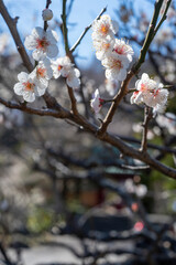 鎌倉2502　光則寺30　白梅