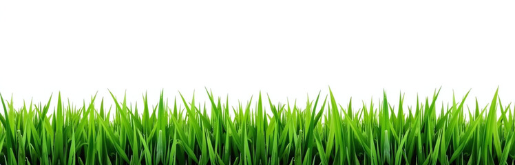 Obraz premium The Green Grass Border Is Surrounded By A White Background With The Horizon Of The Green Lawn In View.
