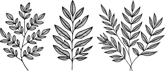 Fototapeta premium Illustrator Artwork Hand Drawn Vintage Sketch Drawing, green leaves Line Art, Plants Collection branches Floral elements, set of Botanical Illustration Outline leaf, branch Black And White leaves