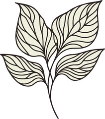 Illustrator Artwork Hand Drawn Vintage Sketch Drawing, green leaves Line Art, Plants Collection branches Floral elements, set of Botanical Illustration Outline leaf, branch Black And White leaves