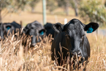 beautiful black angus cattle in Australia  eating grass, grazing on pasture. Herd of cows free range beef being regenerative raised on an agricultural farm. Sustainable farming