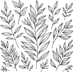 Illustrator Artwork Hand Drawn Vintage Sketch Drawing, green leaves Line Art, Plants Collection branches Floral elements, set of Botanical Illustration Outline leaf, branch Black And White leaves