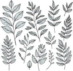 Illustrator Artwork Hand Drawn Vintage Sketch Drawing, green leaves Line Art, Plants Collection branches Floral elements, set of Botanical Illustration Outline leaf, branch Black And White leaves