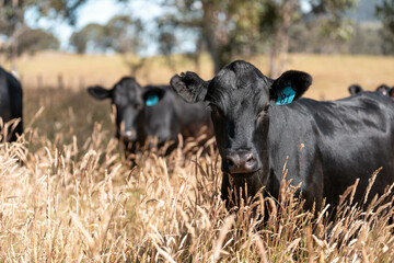 beautiful black angus cattle in Australia  eating grass, grazing on pasture. Herd of cows free range beef being regenerative raised on an agricultural farm. Sustainable farming