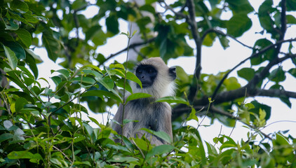 Tufted gray langur monkey sitting in a tree amongst green leaves in Sri Lanka