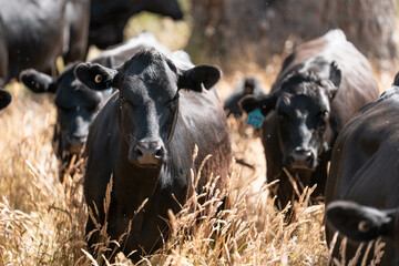 beautiful black angus cattle in Australia  eating grass, grazing on pasture. Herd of cows free range beef being regenerative raised on an agricultural farm. Sustainable farming