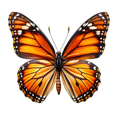 Fototapeta premium Beautiful Orange Butterfly Wings Detailed Macro Nature Insect art image color fauna black white 