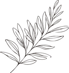 Illustrator Artwork Hand Drawn Vintage Sketch Drawing, green leaves Line Art, Plants Collection branches Floral elements, set of Botanical Illustration Outline leaf, branch Black And White leaves