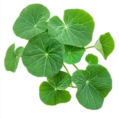 Fresh, vibrant, round leaves, isolated