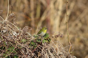 遠くの夕日を眺めるメジロ