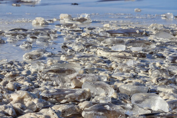 
many pieces of ice lying on the water.