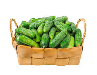 Fresh cucumbers in a wicker basket isolated on a white background. Cucumber harvest season concept. Vegetables for healthy eating