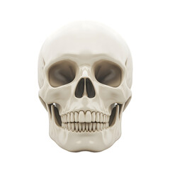 Obraz premium Front view of a detailed human skull with visible features, isolated on transparent background