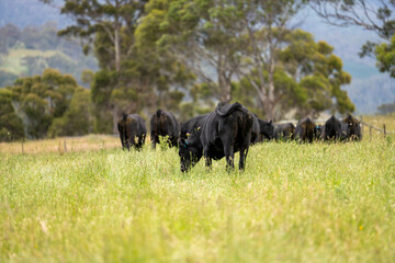 beautiful black angus cattle in Australia  eating grass, grazing on pasture. Herd of cows free...