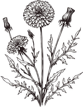 recommend clip art: png Hand drawn dandelions sketch, dandelion buds 
                    flower, leaf, set of spring flowers vector, illustration outline drawing, botanical black and white line art, lineart leaves and stems in engraving