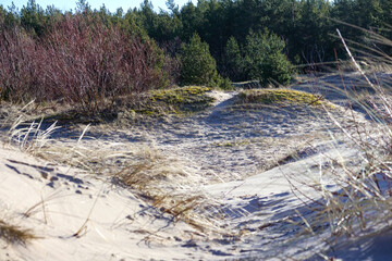
sand dune with small plants and trees in the background.