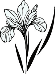 PNG Hand drawn iris sketch, irises buds flower, leaf, set of spring flowers vector, illustration outline drawing, botanical black and white line art, lineart leaves and stems in engraving