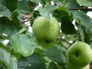 Green apples, speckled and ripe, hang amidst lush leaves on a tree branch, glistening with raindrops