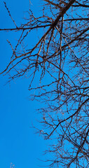 tree branches against blue sky