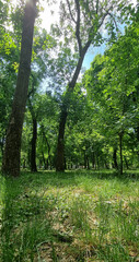 trees in the forest