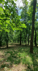 path in the woods