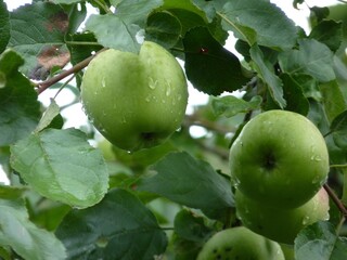 Green apples, speckled and ripe, hang amidst lush leaves on a tree branch, glistening with raindrops 