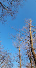 Trees without foliage against a blue sky