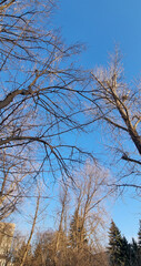 Tree branches against the blue sky